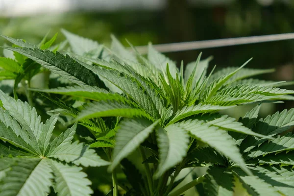 Folha de cannabis verde, indica estágio de crescimento vegetativo — Fotografia de Stock