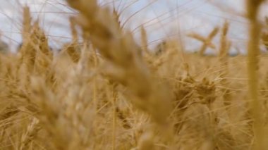 Tarım alanında ekilen altın buğday kulakları