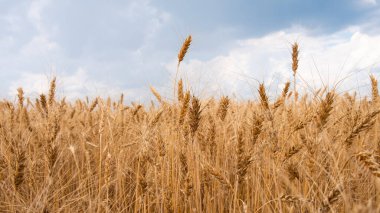 Mısır gevreği tarlası, bulutlu havada altın kulaklar...