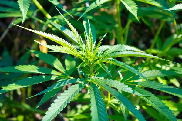 Bela planta de cannabis, cânhamo verde deixa ao ar livre — Fotografia de Stock