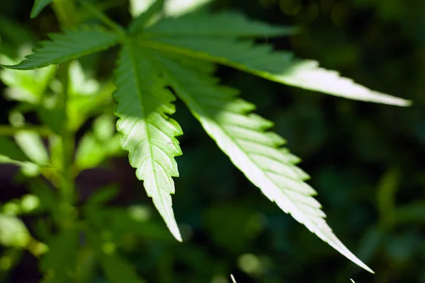Folha de cannabis verde, planta de maconha perto — Fotografia de Stock