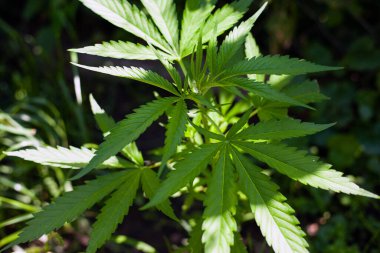 Bitki örtüsü aşamasında esrar bitkisi, marihuana yetiştiriyor.