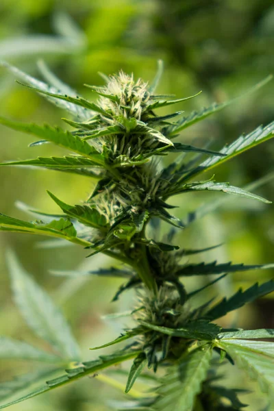 Genç yeşil kenevir bitkisi. tıbbi marihuana yakın çekim — Stok fotoğraf
