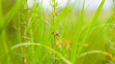 Yeşil çimenlikteki böcek.  