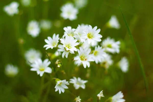 Bílé lesní květiny, krása přírody — Stock fotografie