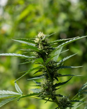 yeşil çiçek açan marihuana tomurcuğu, kenevir çiçekleri yakın plan fabrikası