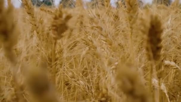 Spighe d'oro di grano, campo di grano agro-industriale — Video Stock