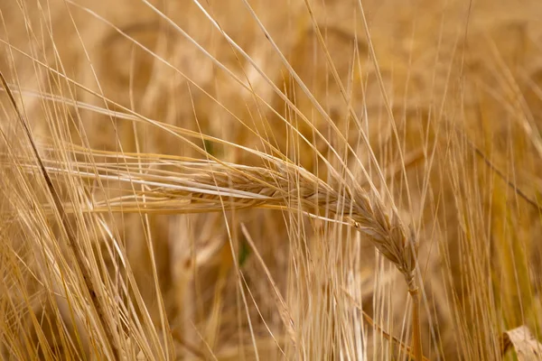 Altın buğday kulakları, votka üretimi için tarım...