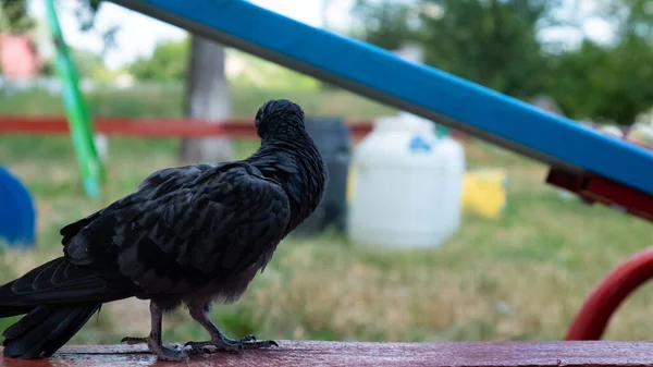 Pombo pintinho, belo pássaro da cidade — Fotografia de Stock