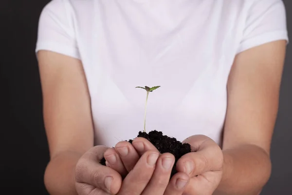 Menina segurando um broto jovem de maconha em suas mãos close-up. canabis planta médica em um fundo cinza — Fotografia de Stock