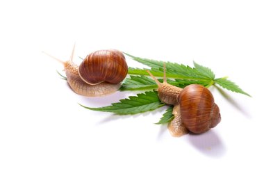 Beyaz arka planda salyangoz ve yeşil kenevir yaprağı