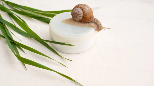 skin rejuvenation cosmetics on white background with snail and green grass, cream with snail mucin, skin hydration, spa