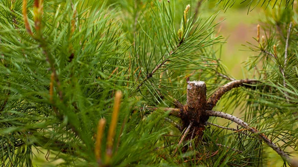 Klippa unga barrträd dålig inställning till naturen — Stockfoto