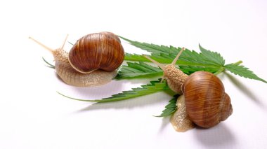 Beyaz arka planda salyangoz ve kenevir yaprağı, cilt bakımı 