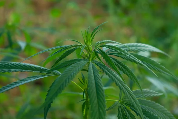 Broto de verde jovem maconha medicinal close-up — Fotografia de Stock