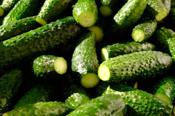 Fresh green cucumbers in hard light, gherkins background close-up — Stock Photo, Image