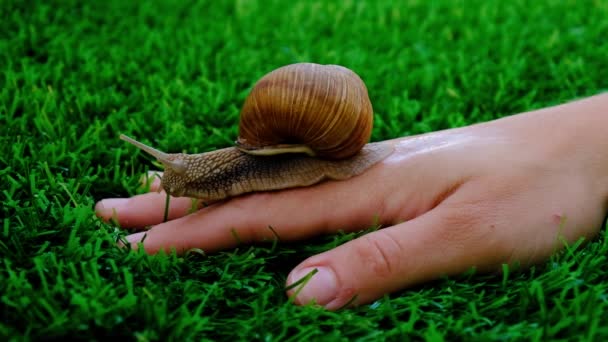 Snigel på en kvinna hand, naturliga kosmetika, skönhet hudvård — Stockvideo