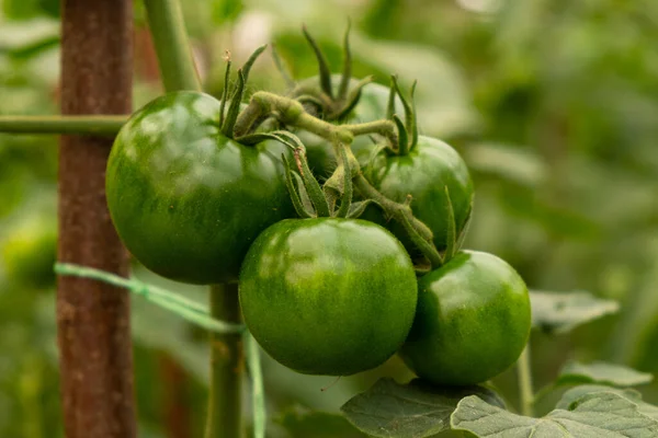 Grüne Tomatenfrüchte auf einem Zweig in einem Gewächshaus in Großaufnahme, biologischer Anbau — Stockfoto