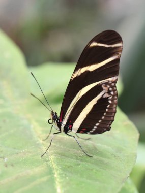 Bir yaprak üzerinde oturan zebra Longwing kelebek postacı charithonia