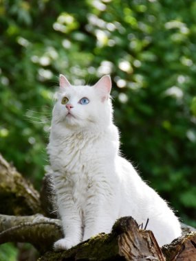 Beyaz kedi ile bir oturum açık oturma hetrokromya iridis