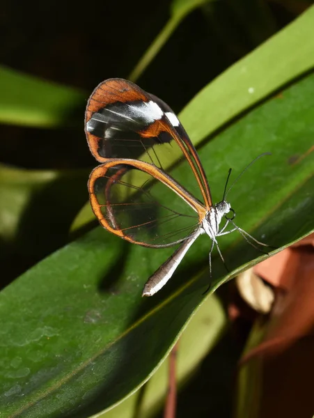 Glasswing Motyl Greta Oto Siedzi Liściu — Zdjęcie stockowe