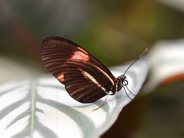 Heliconius Melpomene Wspólne Listonosz Motyl Siedząc Liściu — Zdjęcie stockowe
