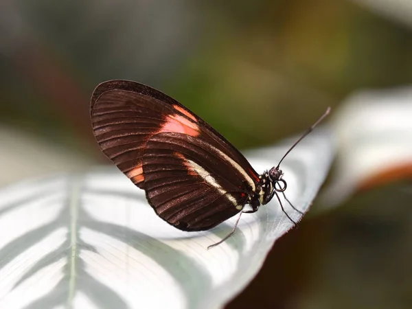 Heliconius Melpomene Borboleta Comum Carteiro Sentado Uma Folha — Fotografia de Stock