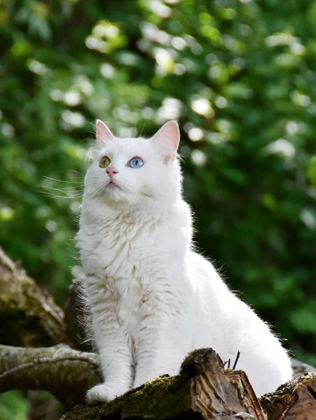 Gato Blanco Con Heterocromia Iridis Sentado Tronco Aire Libre — Foto de Stock