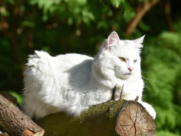 Gato Blanco Con Heterocromia Iridis Sentado Tronco Aire Libre — Foto de Stock