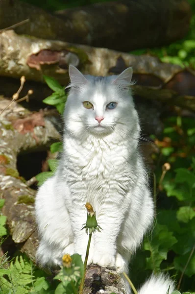 Weiße Katze Mit Heterochromia Iridis Sitzt Auf Einem Baumstamm Freien — Stockfoto