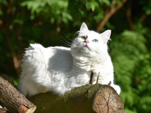 Білий Кіт Гетерохромією Іридіс Сидить Колоді Відкритому Повітрі — стокове фото