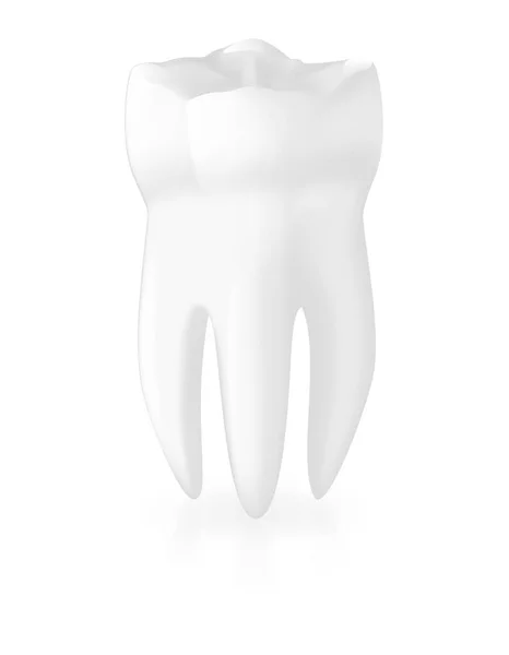 歯ベクトル現実的なイラスト — ストックベクタ