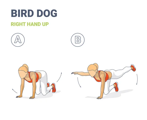 Weibchen tun Bird Dog Workout Exercise Guide Buntes Konzept Illustration. — Stockvektor