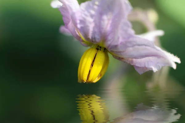 macro of eggplant flower with water reflection
