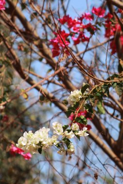çekici ağaç ve çiçek