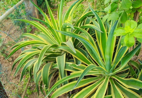 Atrativo Plnt Verde Parque — Fotografia de Stock