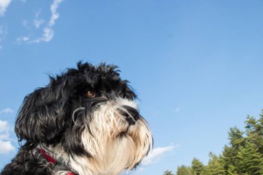 Portekiz su köpeği gökyüzüne bakarken