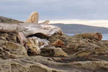 Kayalık sahil ve dalgaların karaya attığı odun Vancouver Adası