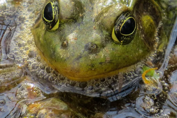 Close Sapo Verde Água — Fotografia de Stock