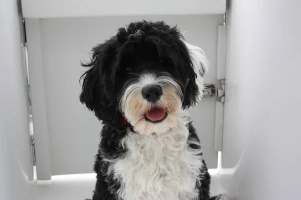 Portekiz su köpeği bir tekne