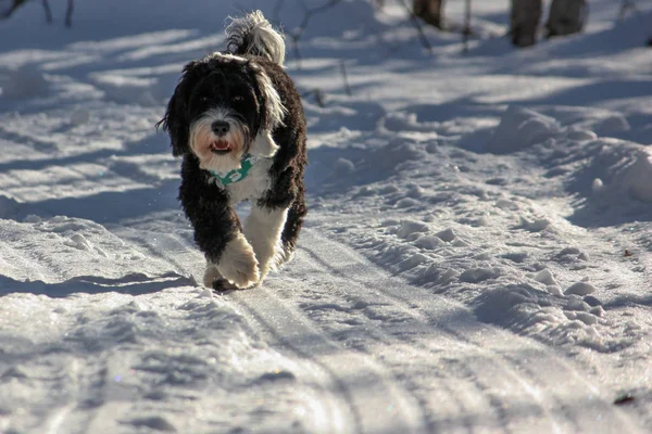 Siyah ve beyaz Portekiz su köpeği karda bir kış gününde yürüyüş