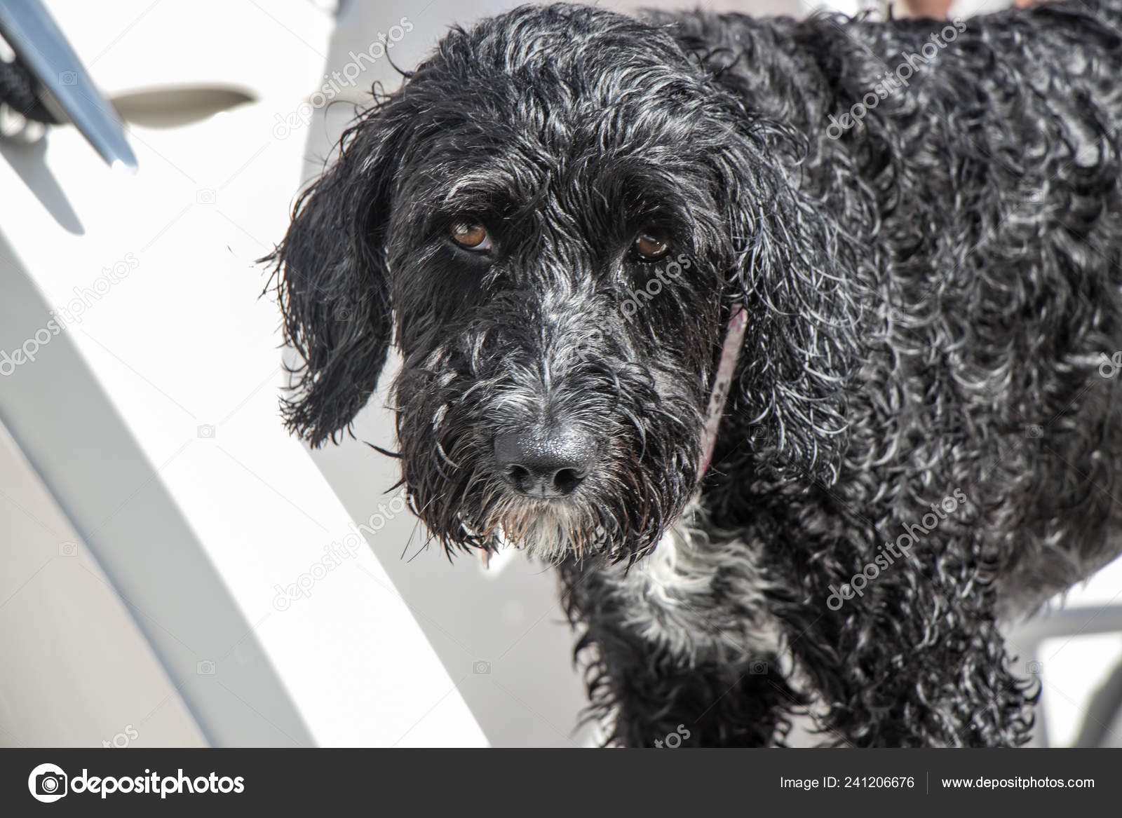 Black Portuguese Water Dog Stock Photo C Archivedink 241206676