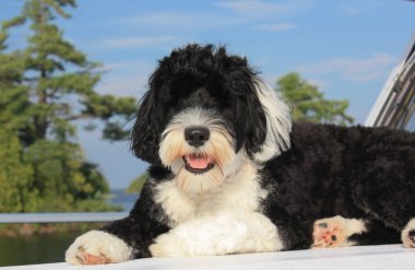 Gölde tekne yay üzerinde döşeme köpek