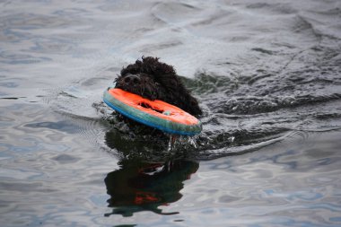 Suda ıslatın ve bir oyuncak sevimli Portekizce Waterdog köpek yavrusu Yüzme