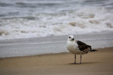 Yalnız martı ayakta Obx, Salvo, Nc plaj