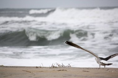 Martı Obx, Salvo, Nc, sahilde
