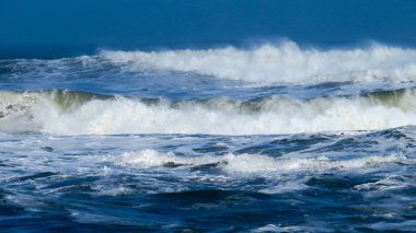 Beyaz ve sarı lily pad yakın çekim