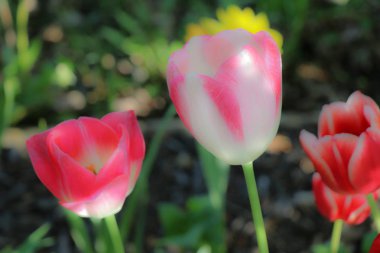 Beyaz ve sarı lily pad yakın çekim