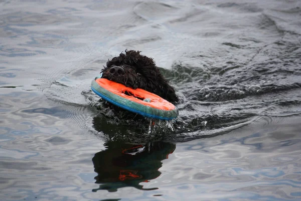 Suda ıslatın ve bir oyuncak sevimli Portekizce Waterdog köpek yavrusu Yüzme