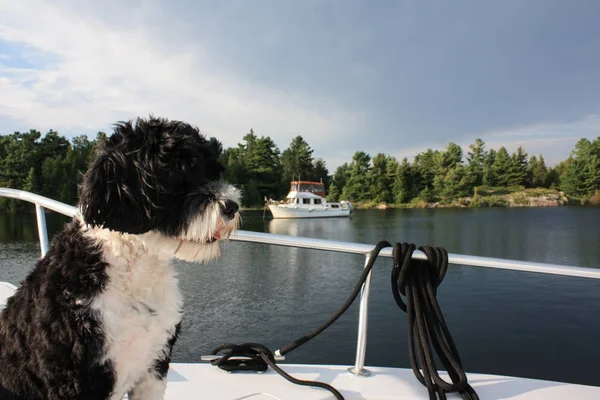 Black and white dog on a boat